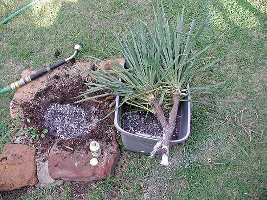 Hvordan transplantere yucca?