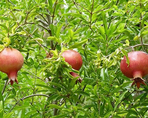 Hvordan vokser en granatäpple?