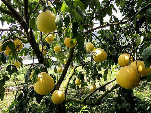 Hvordan vokser pomelo?