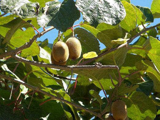 Hvordan vokse kiwi?