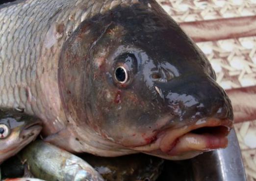 Hvor mange kalorier er i fisken?