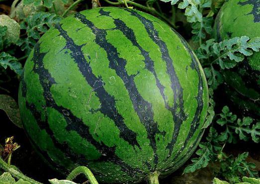 Hvor mye koster en vannmelon?