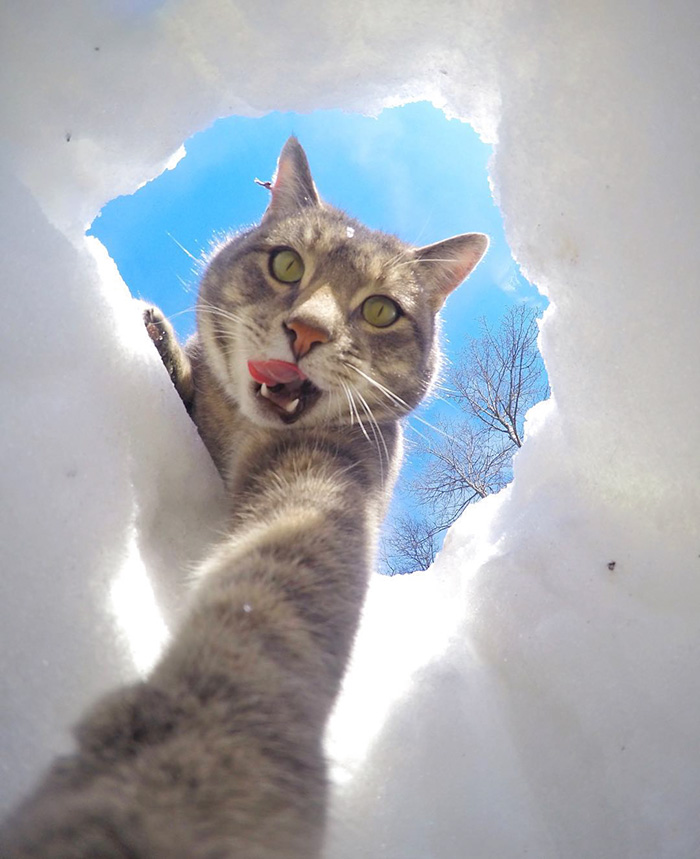 Katt gjør selfie bedre enn deg