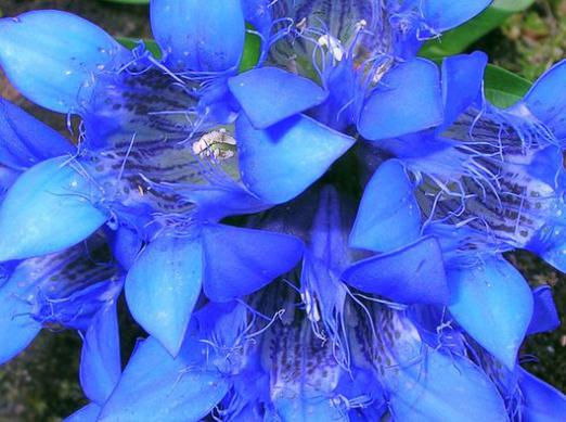 Hvorfor drømme om blå blomster?