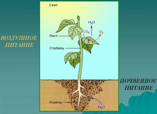 Hvordan mate planter?