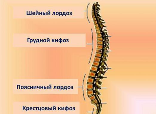 Hva er kyphosis?