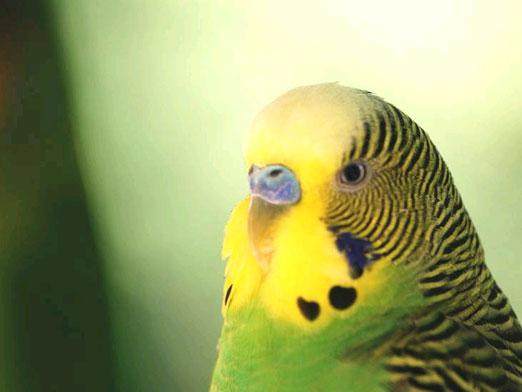 Hvordan bestemme papegøyens alder?