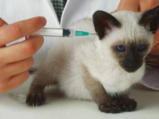 Hvilke vaksinasjoner gjør kattunger?